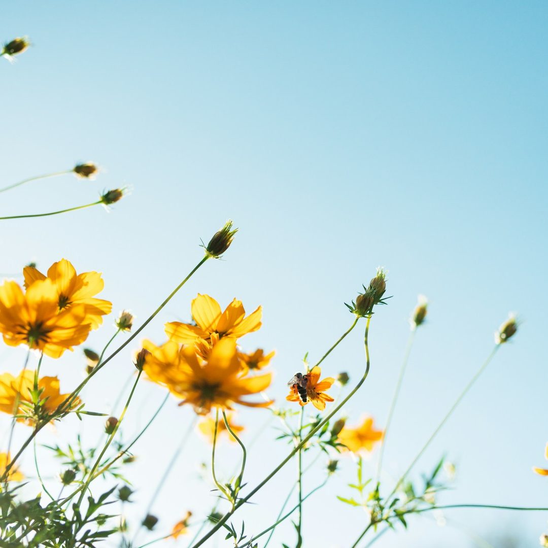 Gelbe Blumen stehen vor einem blauen Himmel, sanft im Wind wiegend.