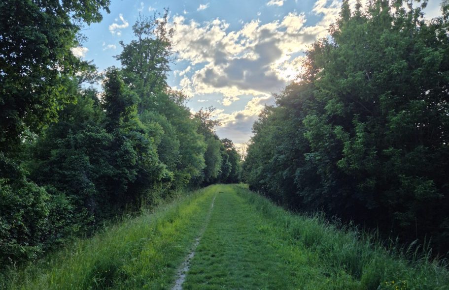 Ein grüner Weg zwischen Bäumen unter einem bewölkten Himmel mit Sonnenschein.
